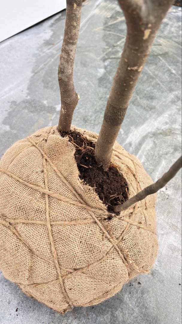 美しい樹形が魅力的 山採り ハイノキ 株立 709 樹高1.8m位 高級樹