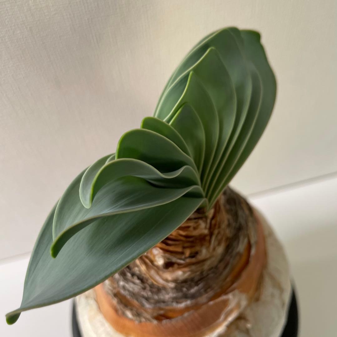 美形　まんまる　ブーファン　ハエマンソイデス　現地球　発根済