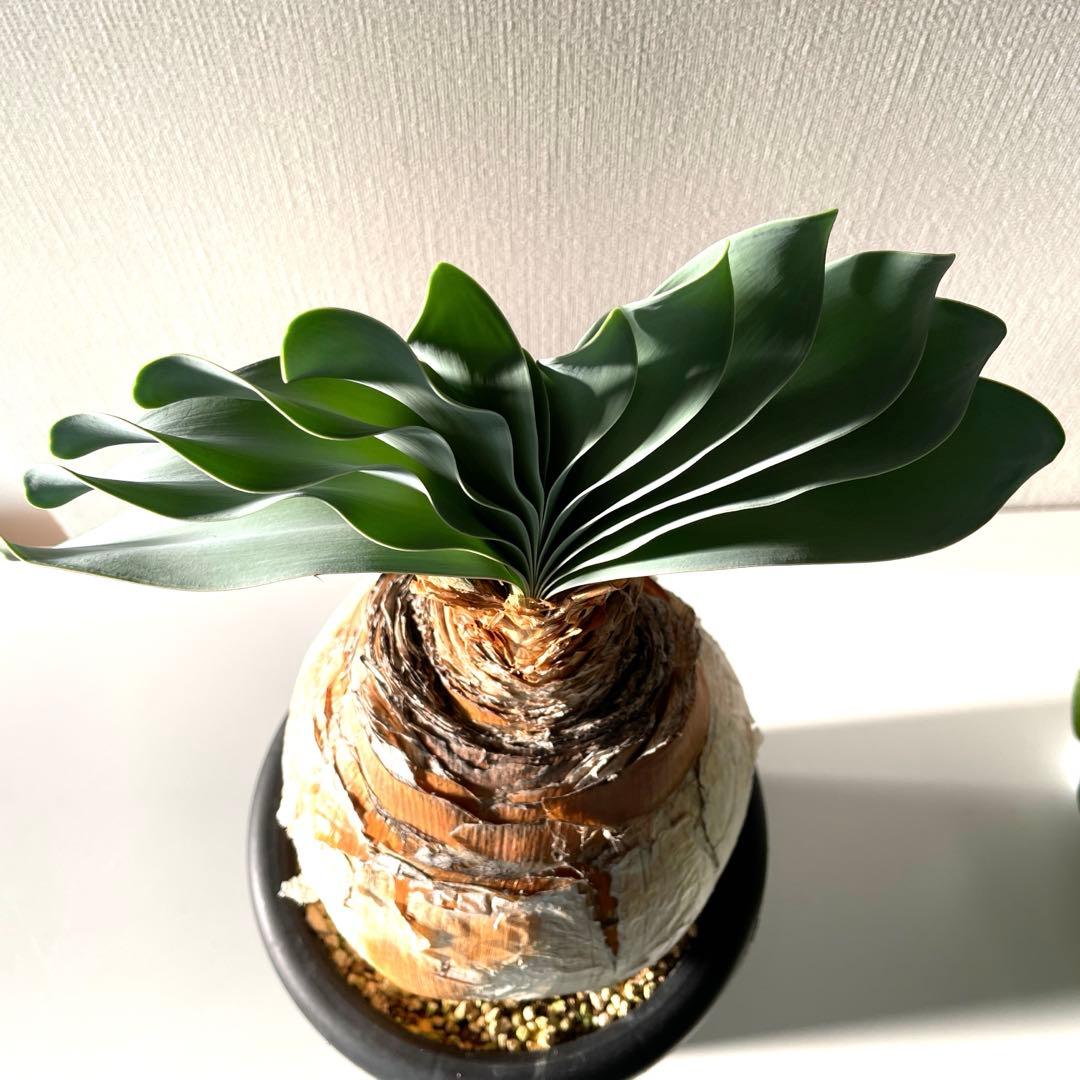 美形　まんまる　ブーファン　ハエマンソイデス　現地球　発根済