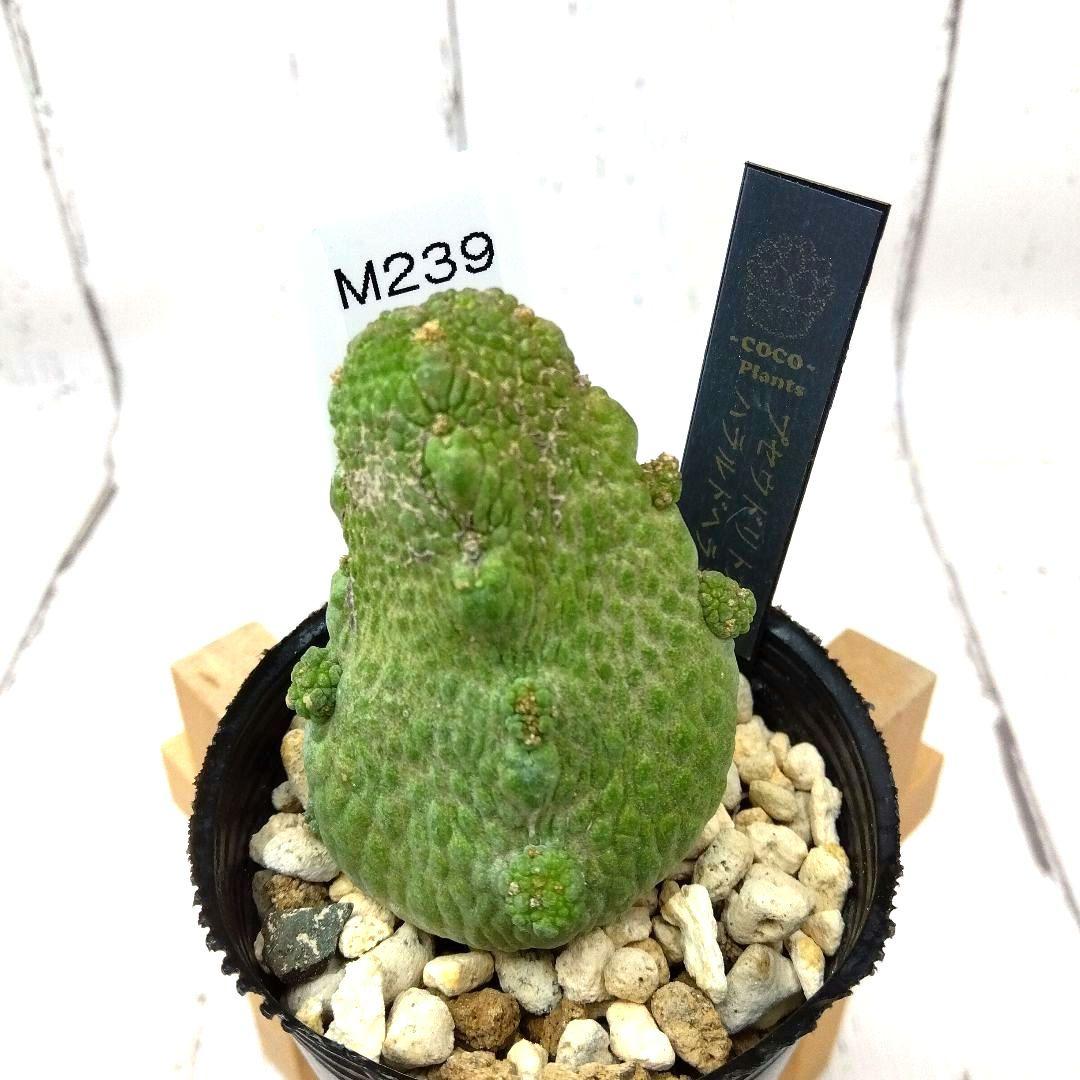 ☆M239☆ 珍品 プセウドリトス ハラルドヘラヌス 抜き苗発送【速達付】