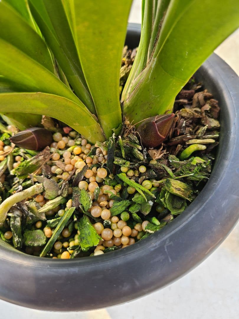 フォアゴットンフルーツ。花芽合計19個。5鉢セット。蜜蜂誘引蘭。シンビジューム