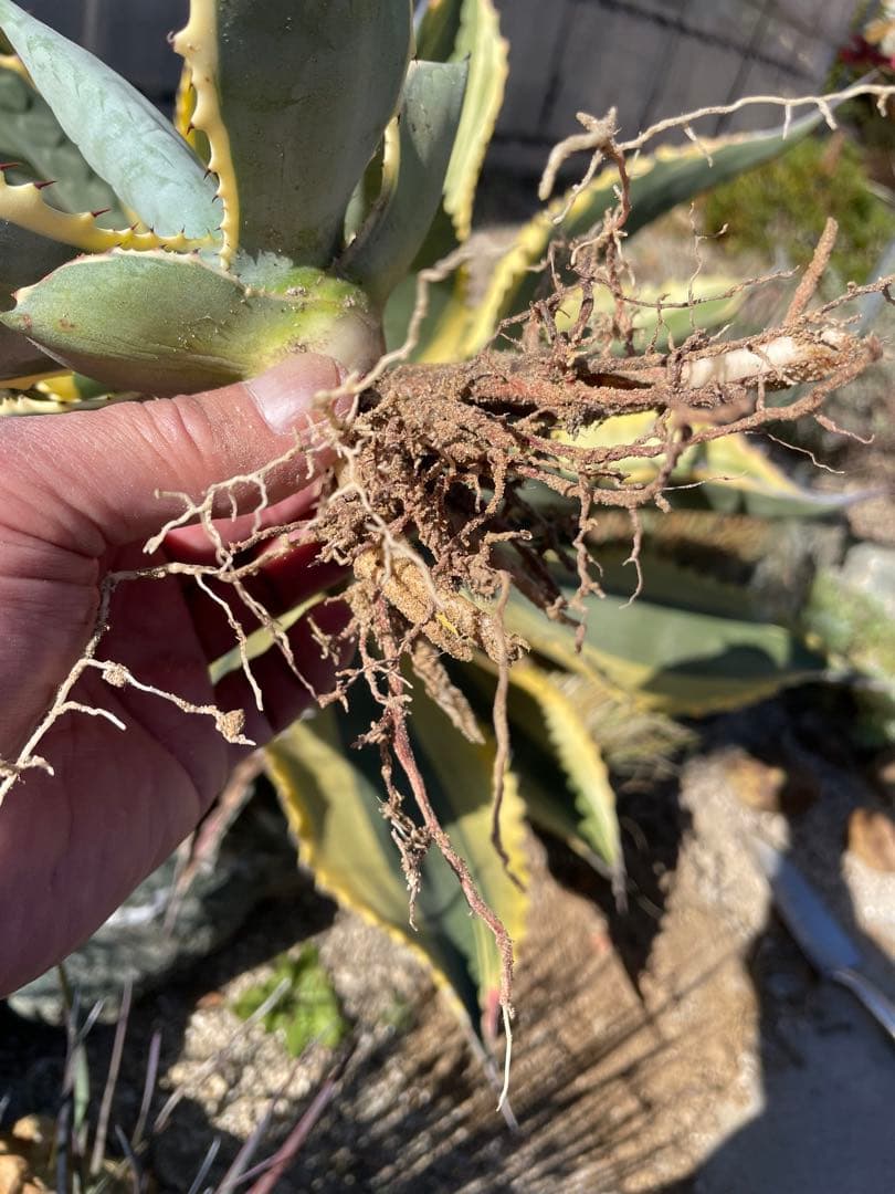 アガベ　リップルエフェクト