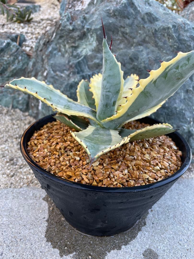 アガベ　リップルエフェクト