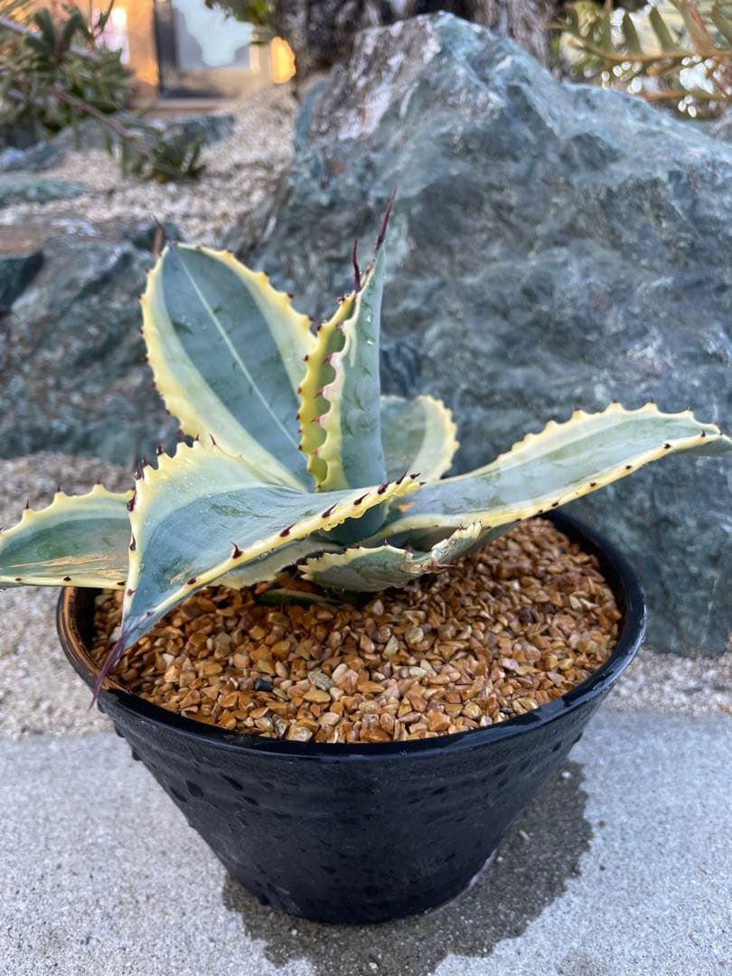 アガベ　リップルエフェクト