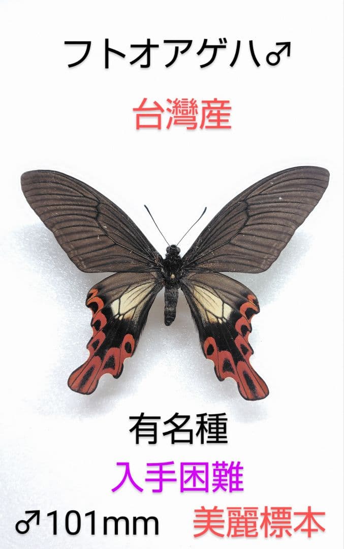 フトオアゲハ ♂標本台灣産有名種101mm美麗標本・入手困難・貴重種→♀大珍品
