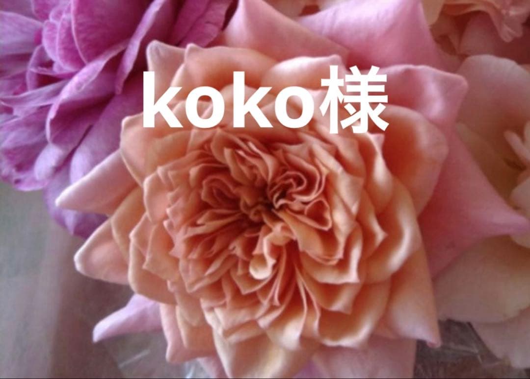 バラ苗　専用予約