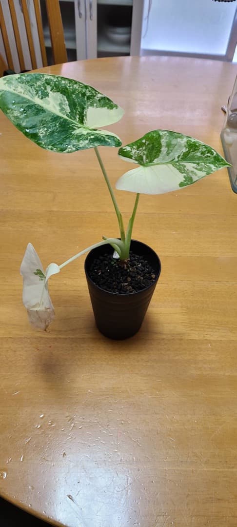 斑入りクワズイモ　アロカシア