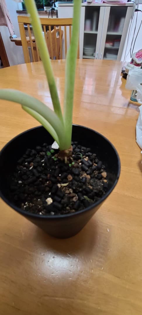 斑入りクワズイモ　アロカシア