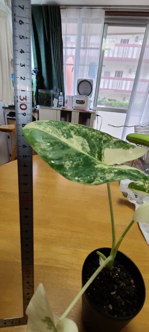 斑入りクワズイモ　アロカシア