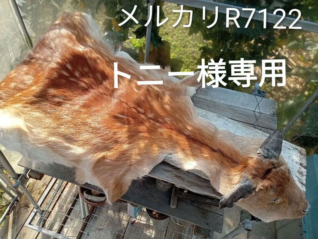 天然　日本鹿　夏毛ラグ