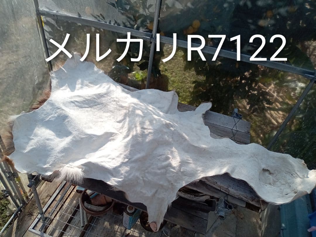 天然　日本鹿　夏毛ラグ