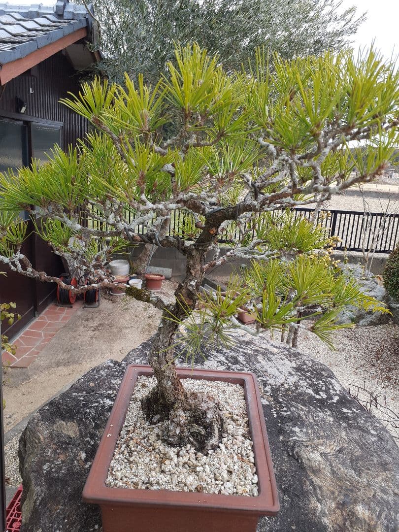 特価黒松　芥屋産