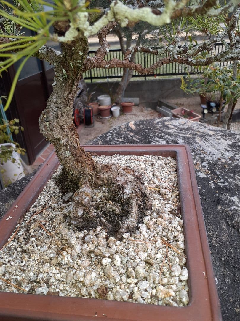 特価黒松　芥屋産