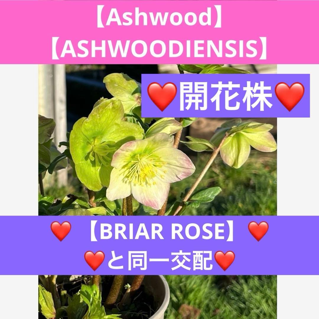 よ*ん様 ❤️開花株❤️BRIAR ROSE同一交配930Ash【ASHWOOD