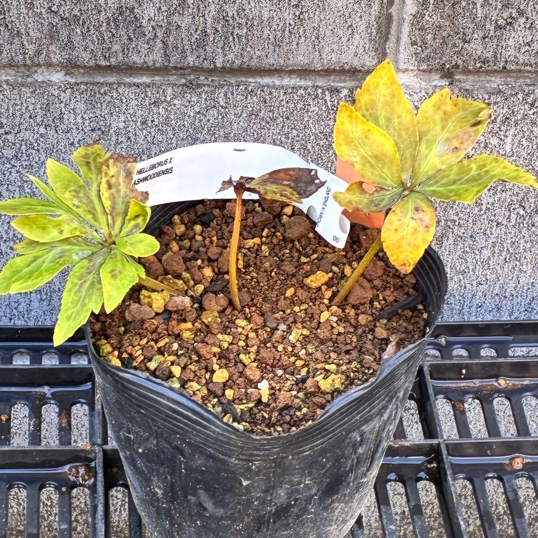 よ*ん様 ❤️開花株❤️BRIAR ROSE同一交配930Ash【ASHWOOD