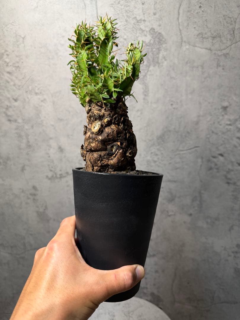 JD様　ユーフォルビア　ムランジーナ　発根済み