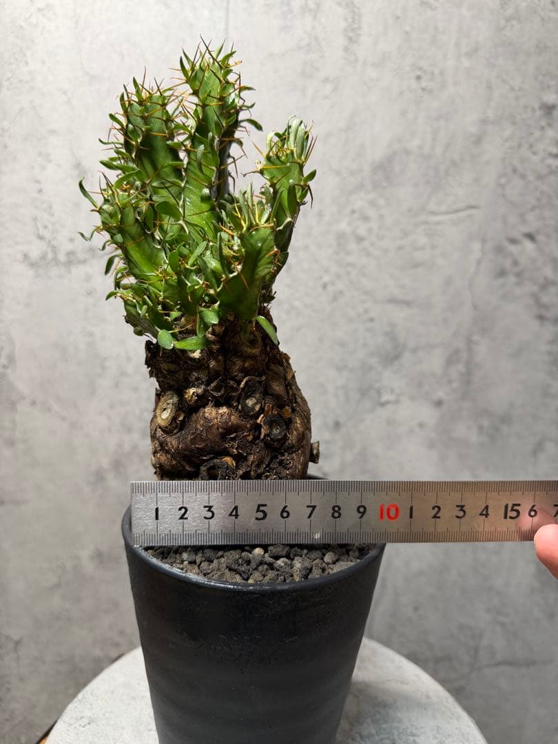 JD様　ユーフォルビア　ムランジーナ　発根済み