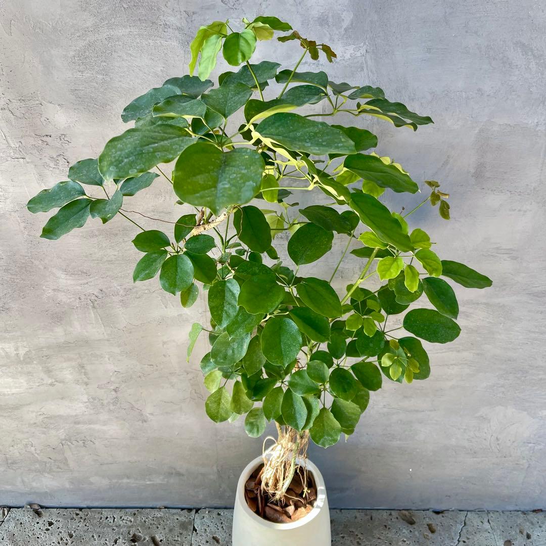 大型　希少　シェフレラ　マルコ　曲がり仕立て　10号　陶器鉢　植え込み