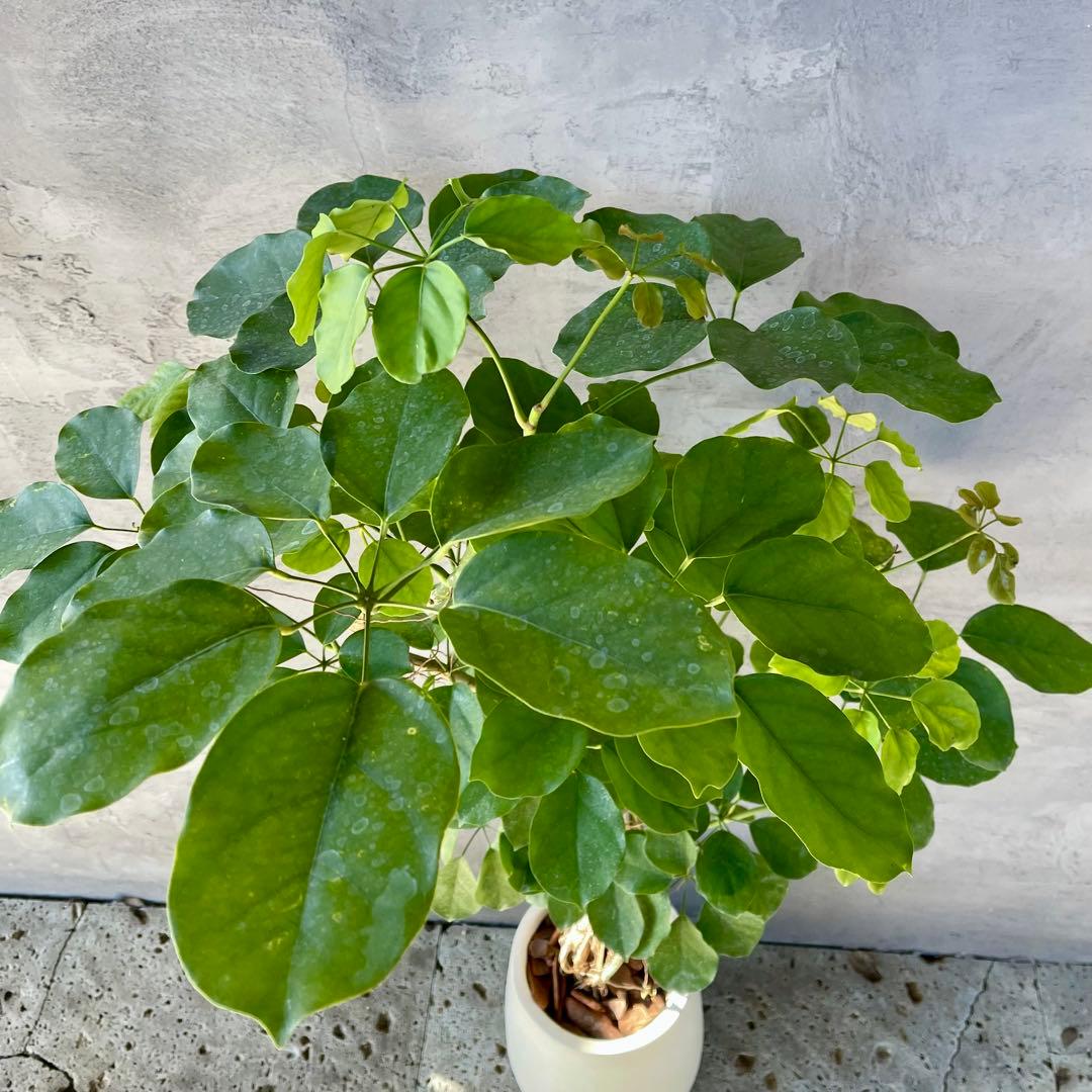 大型　希少　シェフレラ　マルコ　曲がり仕立て　10号　陶器鉢　植え込み