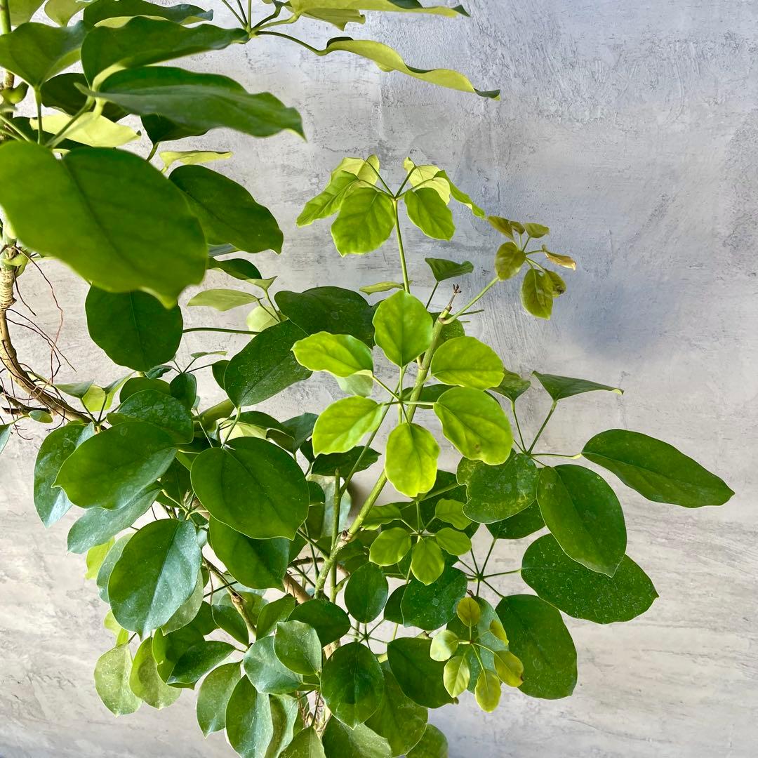 大型　希少　シェフレラ　マルコ　曲がり仕立て　10号　陶器鉢　植え込み