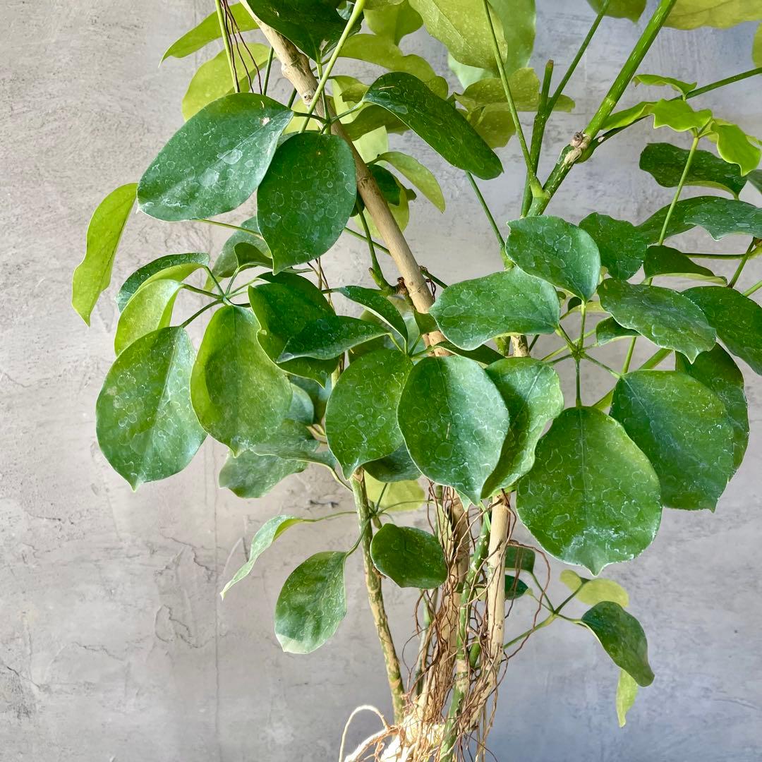 大型　希少　シェフレラ　マルコ　曲がり仕立て　10号　陶器鉢　植え込み