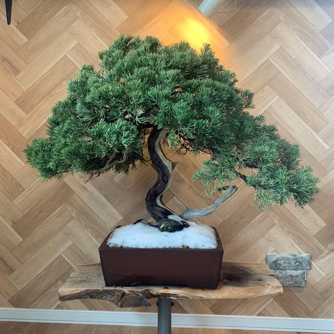 大木　真柏　大品盆栽