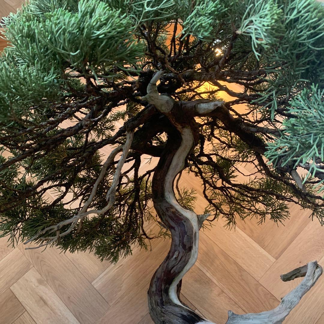 大木　真柏　大品盆栽