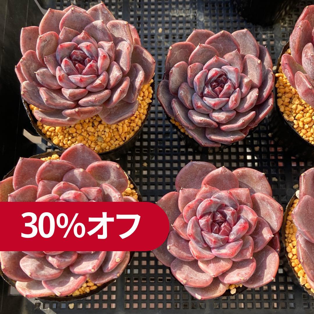 エケべリア　韓国苗　ブラックチェリー 大苗　多肉植物