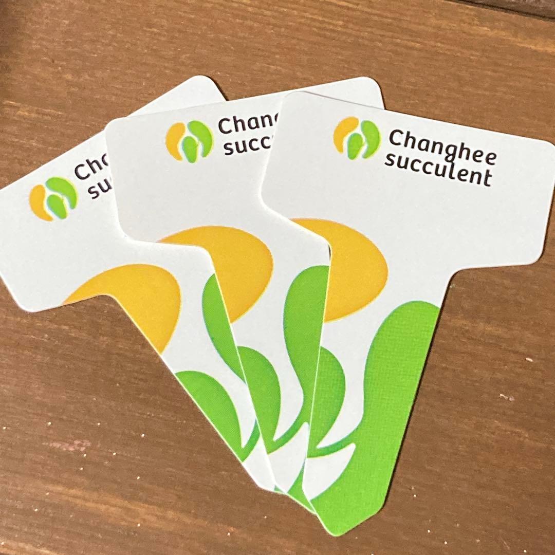 エケべリア　韓国苗　ブラックチェリー 大苗　多肉植物