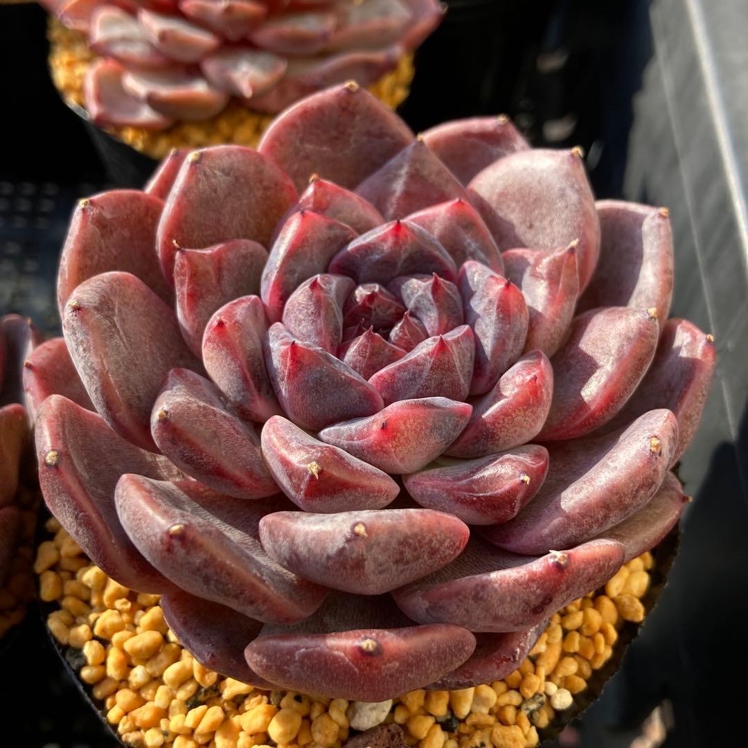 エケべリア　韓国苗　ブラックチェリー 大苗　多肉植物