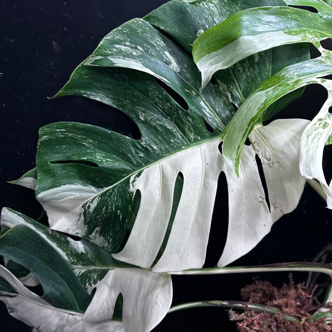 斑入りモンステラ ホワイトタイガー極美大株69cm白斑多