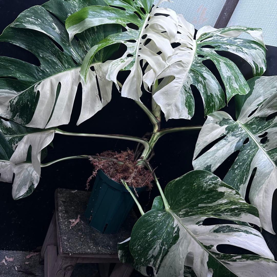斑入りモンステラ ホワイトタイガー極美大株69cm白斑多