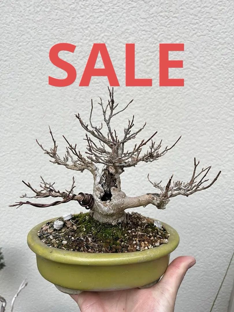 楓盆栽　手のひらサイズカエデ