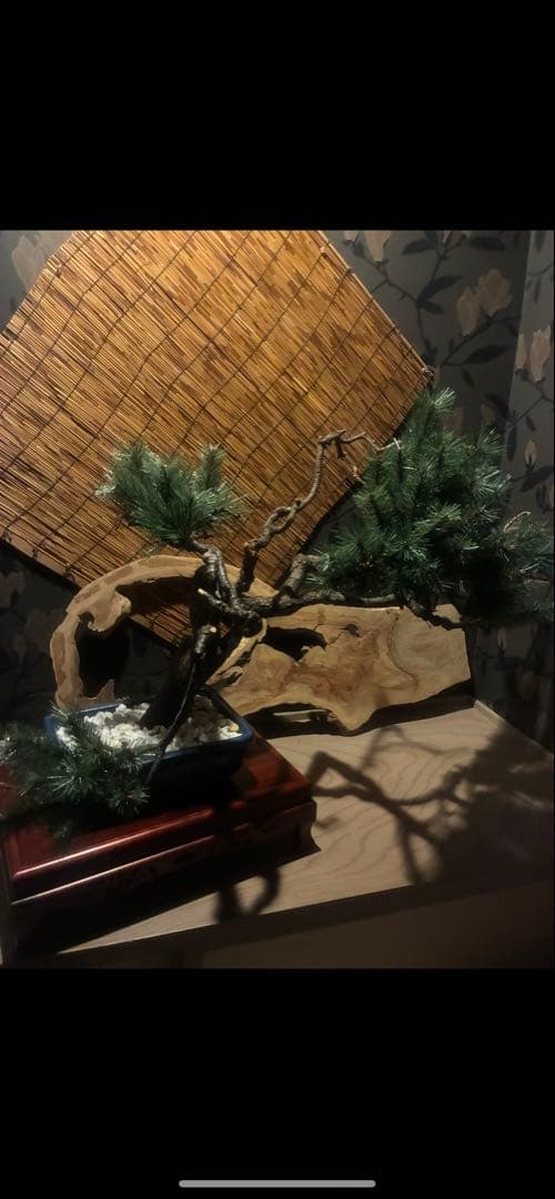 大松の盆栽 (フェイク盆栽)