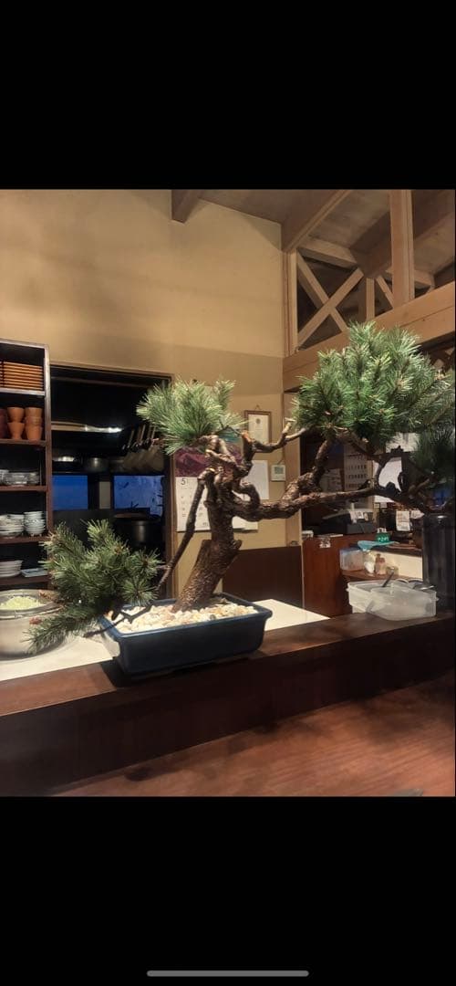 大松の盆栽 (フェイク盆栽)