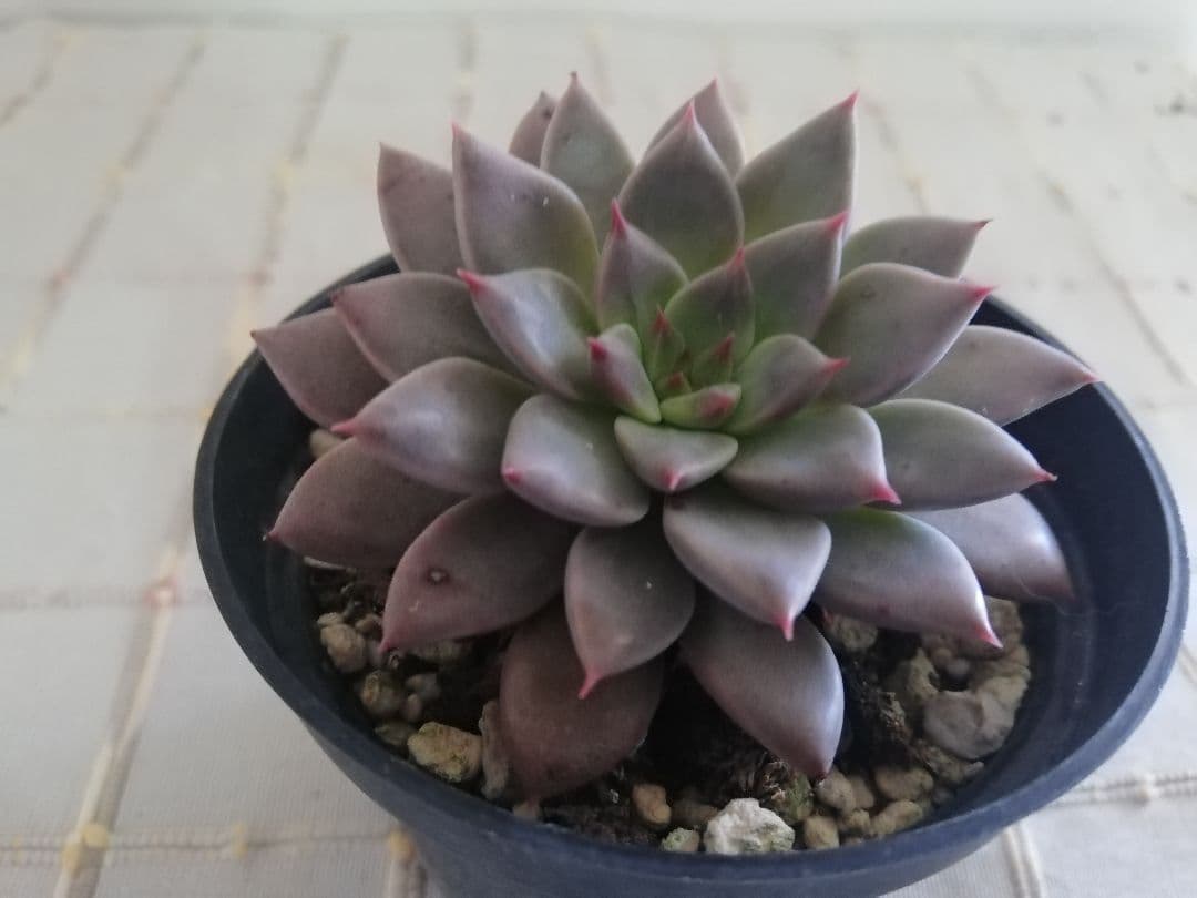 多肉植物　エルメス　韓国苗