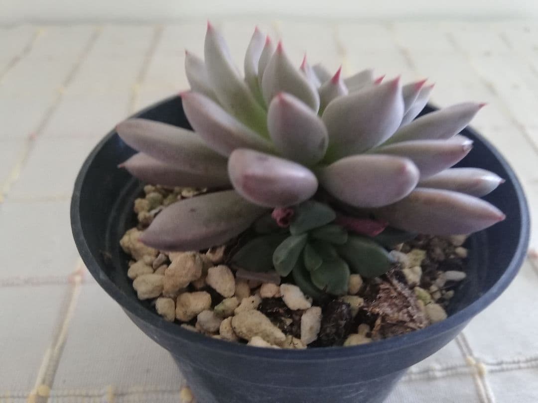 多肉植物　エルメス　韓国苗