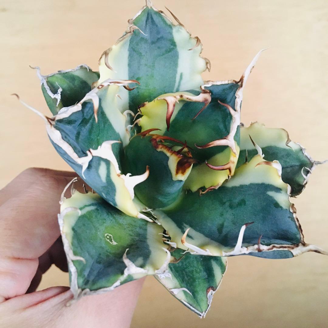 3 白鯨錦 クリーム覆輪斑 丸厚短葉ボールタイプ 強棘 TC株 アガベ チタノタ