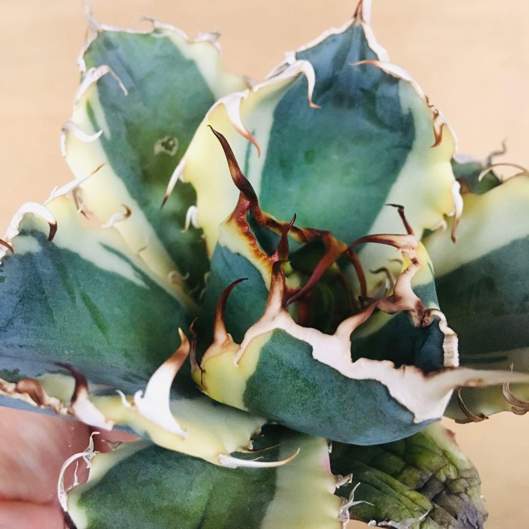 3 白鯨錦 クリーム覆輪斑 丸厚短葉ボールタイプ 強棘 TC株 アガベ チタノタ