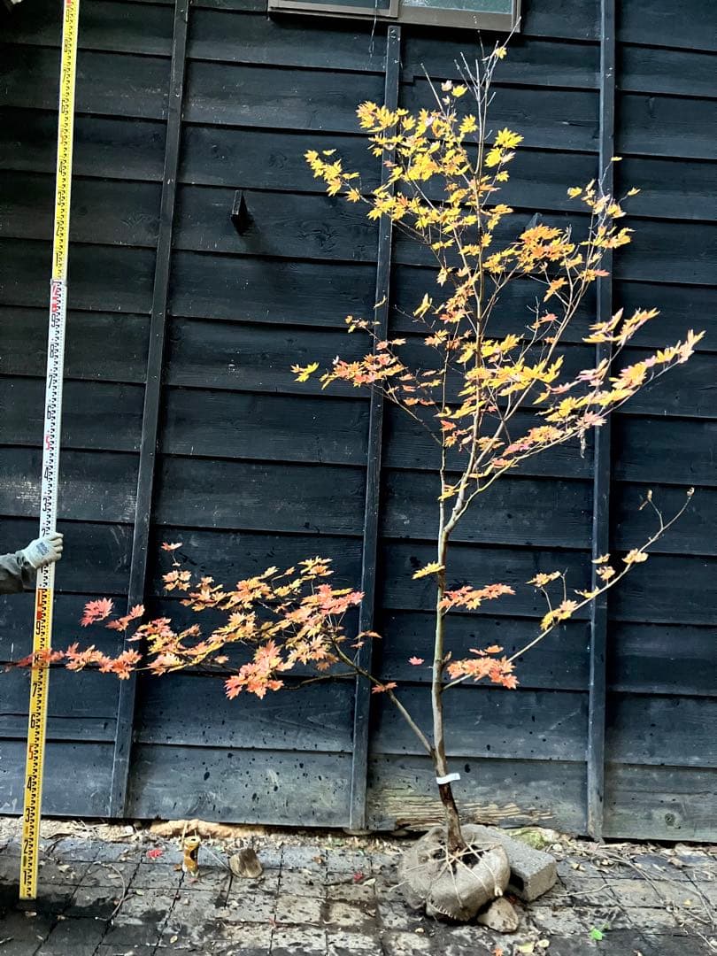 5 コハウチワカエデ