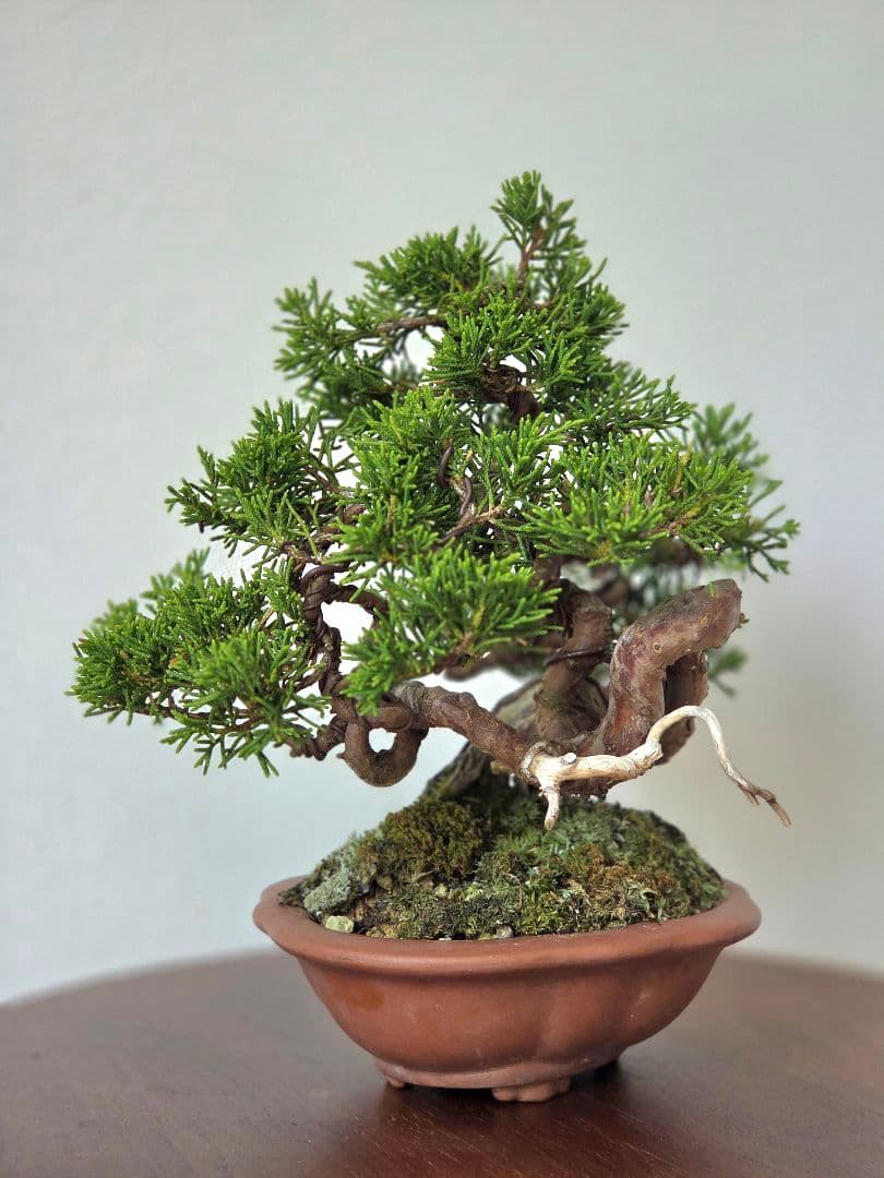 盆栽　真柏　盆栽鉢