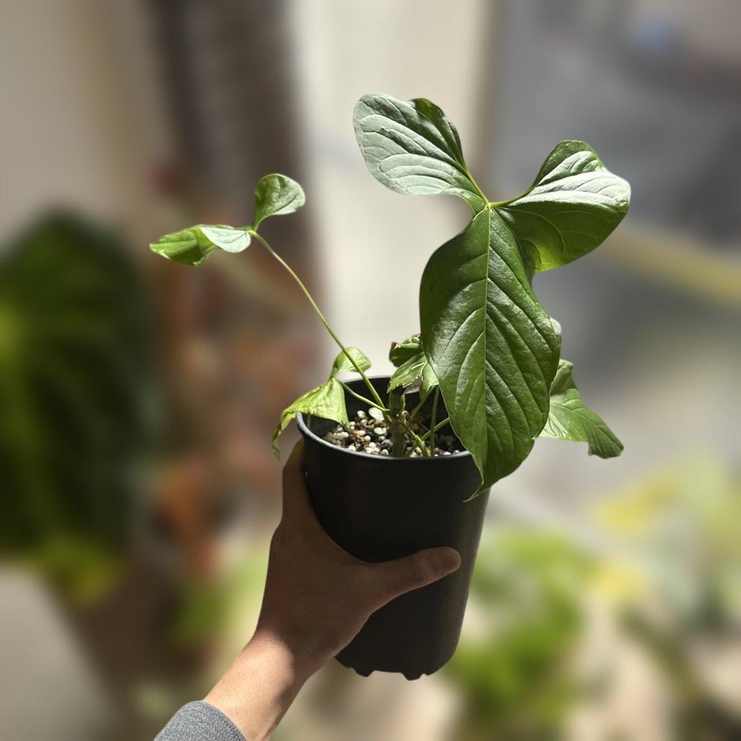 【希少種】アンスリウム・グイルディンキーAnthurium guildingii