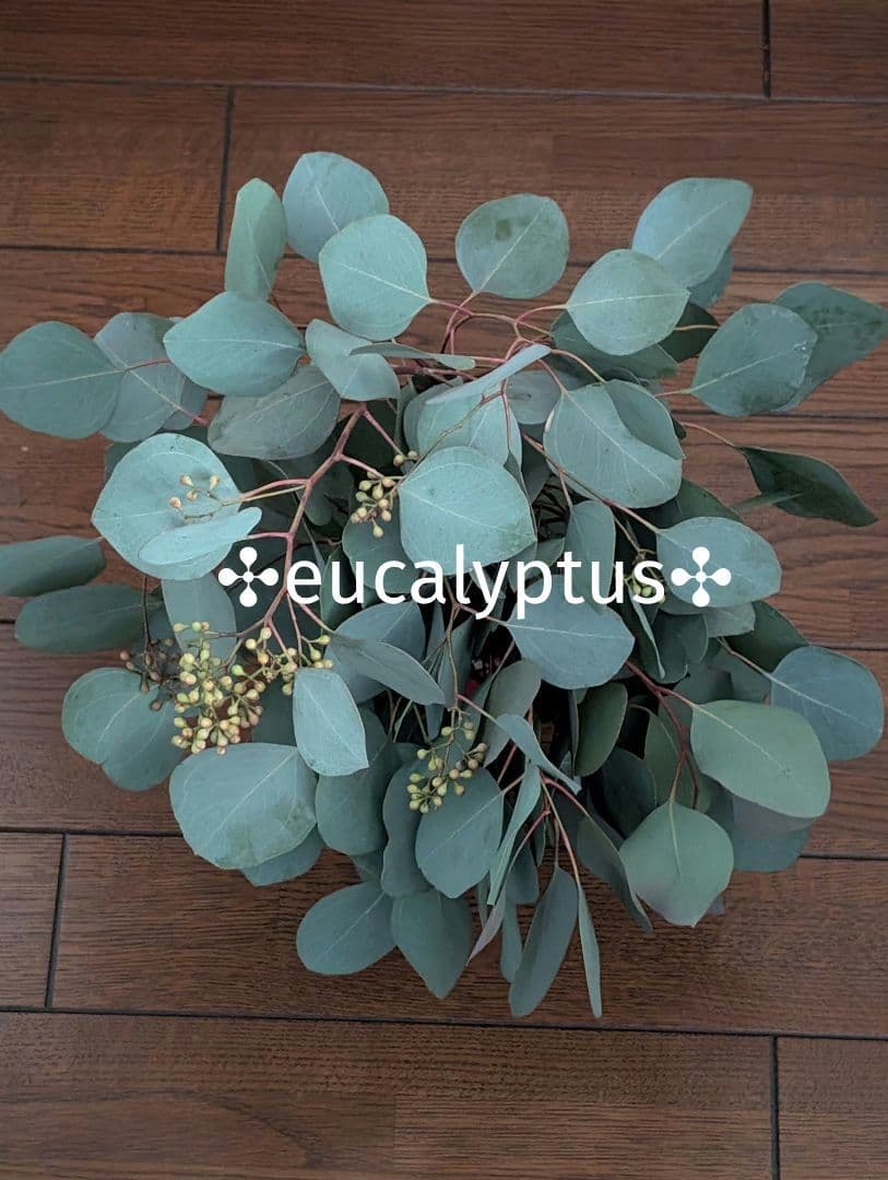 ✤ ユーカリ ポポラス ✤ フレッシュ*＊