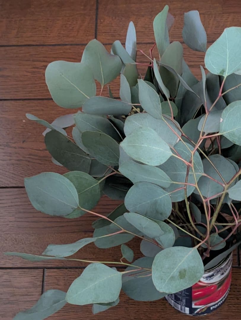 ✤ ユーカリ ポポラス ✤ フレッシュ*＊