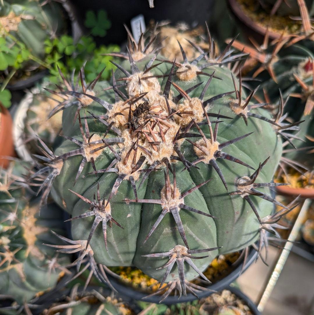 美株　エキノカクタス　雷帝(太平丸)　　株幅17センチ　鉢ごと送料込み