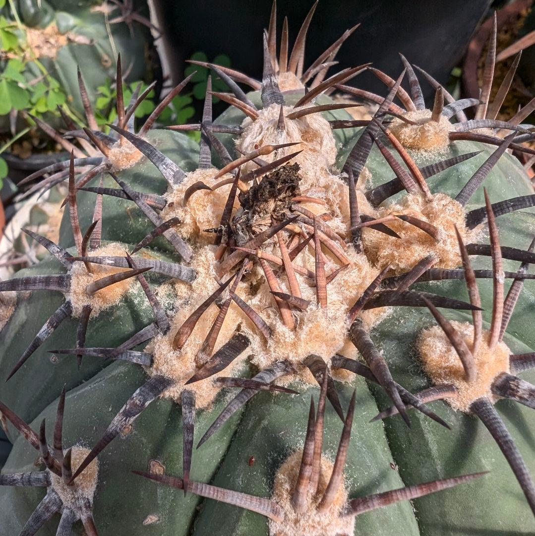 美株　エキノカクタス　雷帝(太平丸)　　株幅17センチ　鉢ごと送料込み