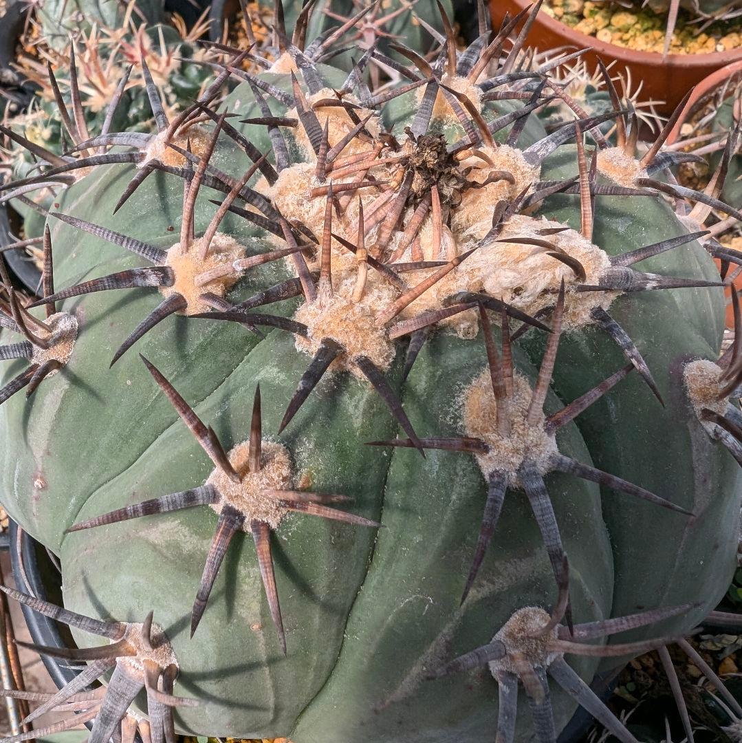 美株　エキノカクタス　雷帝(太平丸)　　株幅17センチ　鉢ごと送料込み