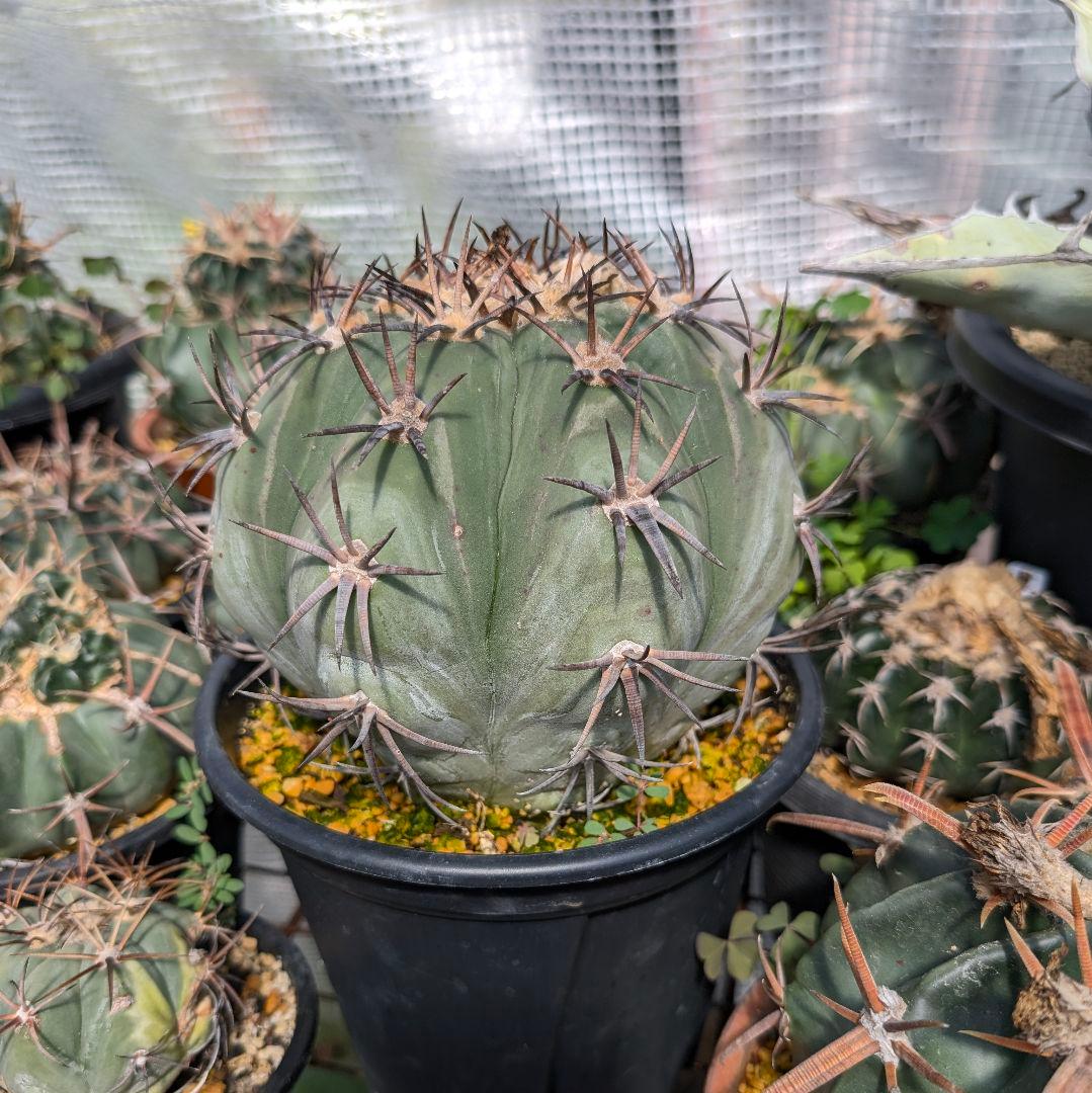 美株　エキノカクタス　雷帝(太平丸)　　株幅17センチ　鉢ごと送料込み