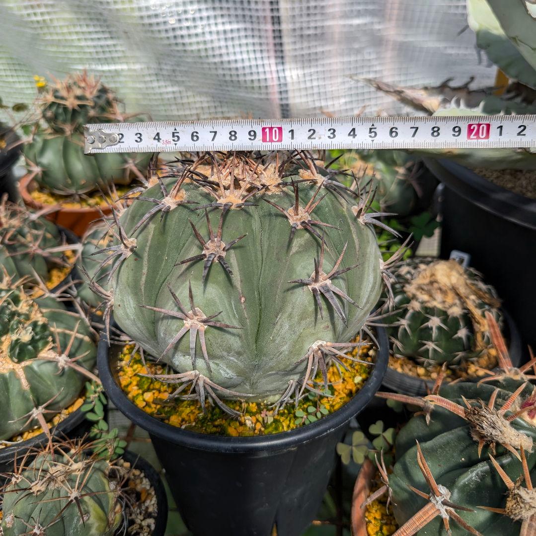 美株　エキノカクタス　雷帝(太平丸)　　株幅17センチ　鉢ごと送料込み
