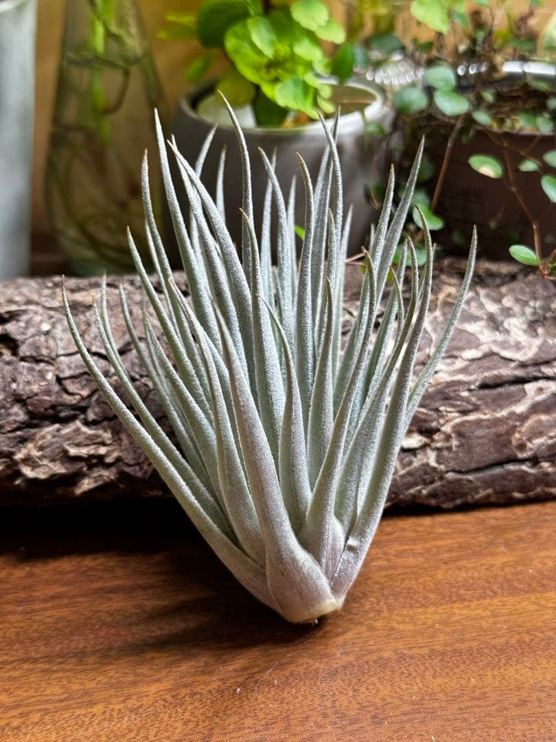 チランジア　ロゼイフローラ×ベルニコーサ